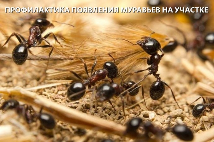 Профилактика появления муравьев на участке.