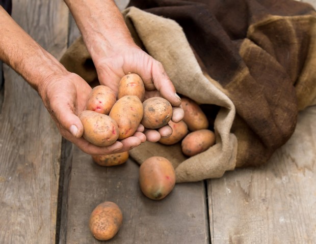 ​Как сохранить урожай картофеля в квартире