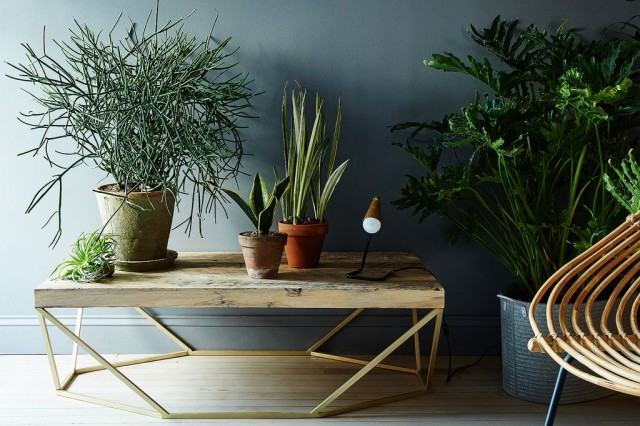 ​4 комнатных растения, которые должны быть в каждой квартире