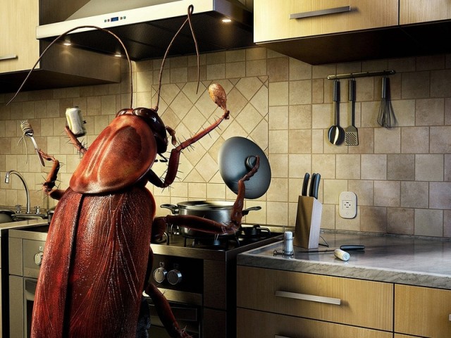 ​Можно ли избавиться от тараканов навсегда?