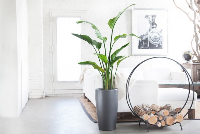​10 комнатных растений, очищающих воздух в помещении