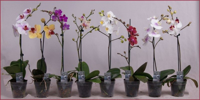 Как размножить орхидею Фаленопсис?