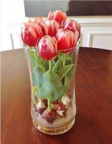 Как вырастить тюльпаны дома в любое время года с помощью стеклянных шариков и воды?