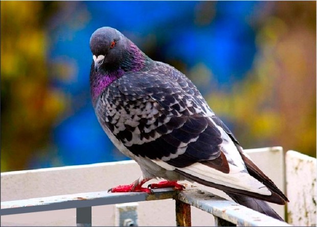 Как избавиться от голубей на балконе