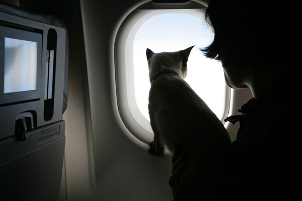 В самолет с котом