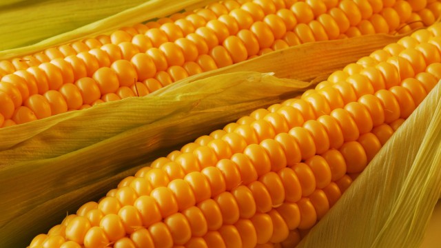 Кукуруза – много пользы в одном початке