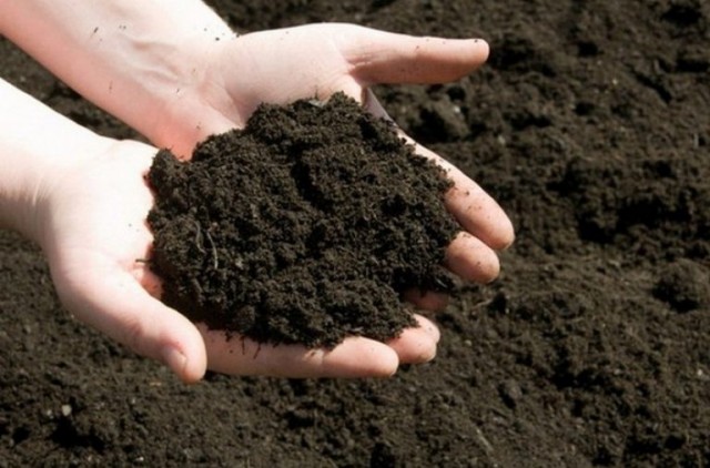 Как обеззаразить почву?