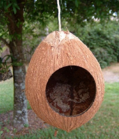 Как сделать кормушку для птиц из кокоса?