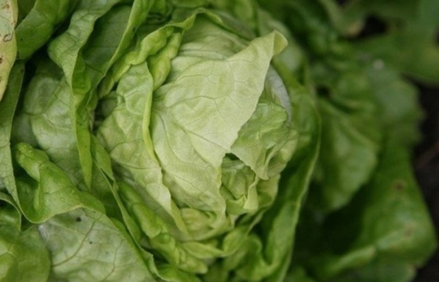 Как хранить салат-латук в холодильнике?