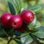 foxberry foxberry