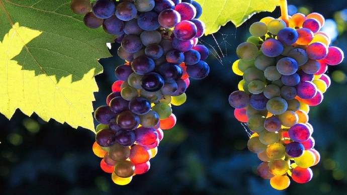 ​Каких ошибок стоит избегать для обильного плодоношения винограда