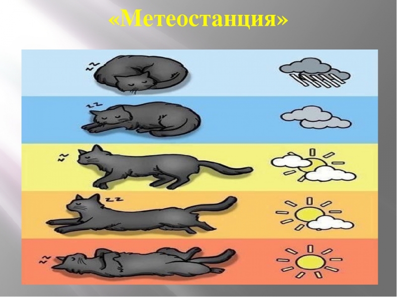 Как определить погоду по поведению кошки