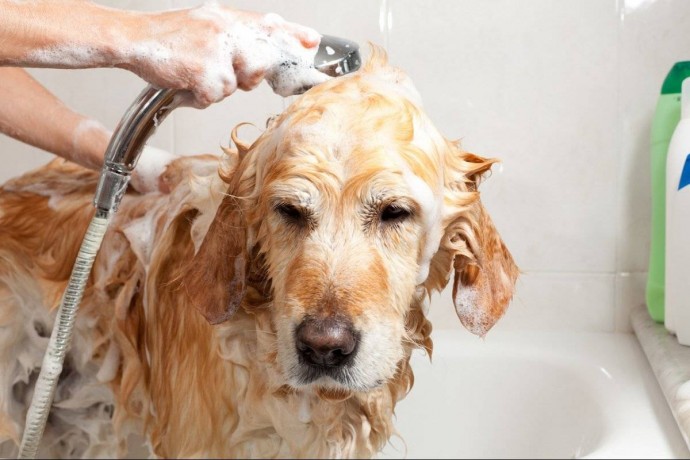 Как часто нужно мыть собаку