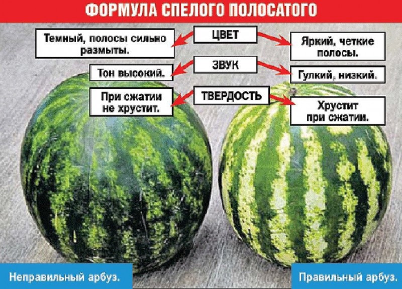 10 советов как выбрать спелый арбуз 10 советов как выбрать спелый арбуз
