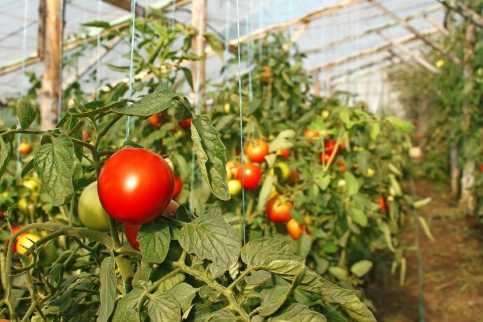 ​Ошибки в выращивании томатов