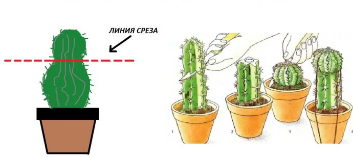 Как обрезать кактус