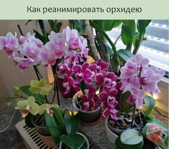 ​Как реанимировать орхидею