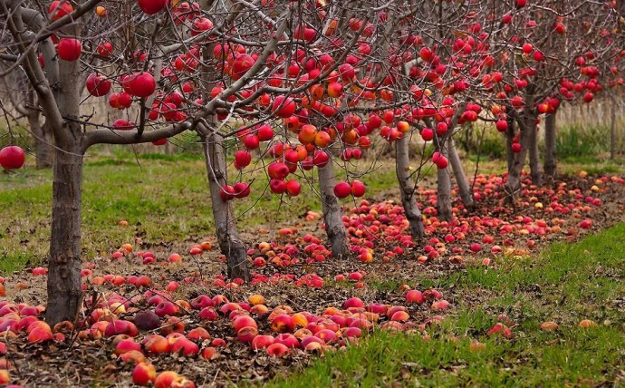 ​Осенняя обработка плодовых деревьев