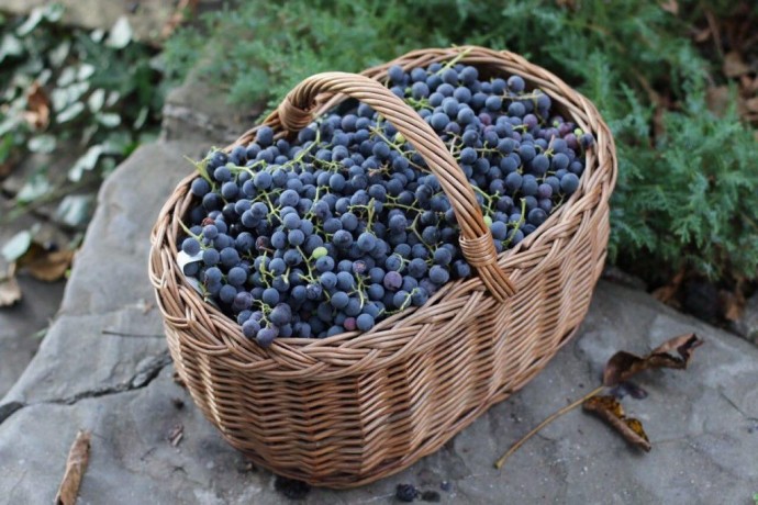 ​Морозоустойчивые сорта винограда