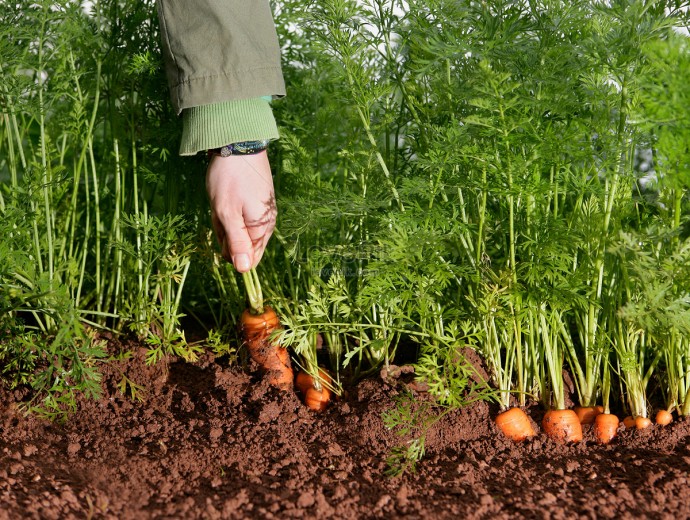 ​Морковные секреты в копилку садовода