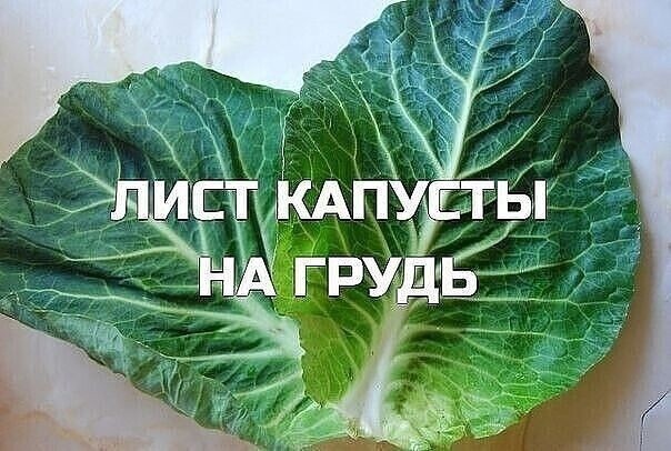 Лист капусты на грудь Лист капусты на грудь