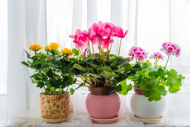 Пять лучших средств для цветения комнатных растений