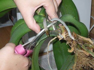​Как размножать орхидею фаленопсис