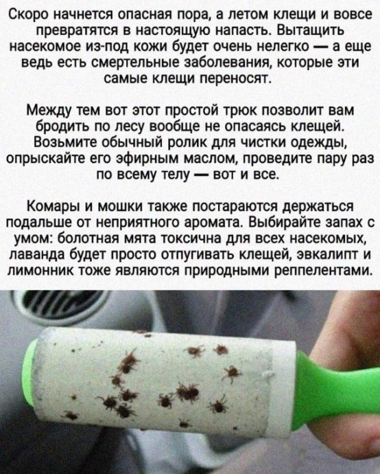 Как отпугнуть клещей во время прогулки Как отпугнуть клещей во время прогулки
