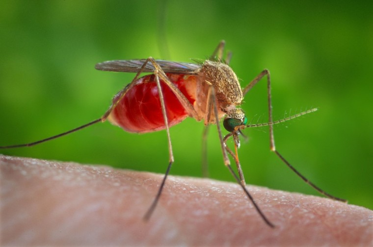 Как не допустить укусов комаров