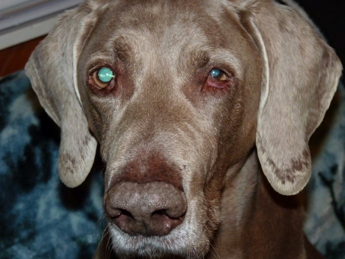 5 симптомов синдрома Горнера у собаки: как распознать патологию по первым признакам