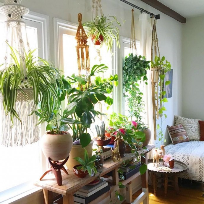 ​Как привлечь в дом счатье, достаток и любовь с помощью домашних растений
