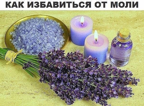 ​Как избавиться от моли