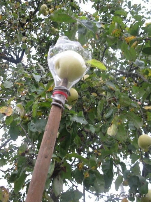 Как сделать бюджетное и удобное приспособление для сбора фруктов на высоких деревьях