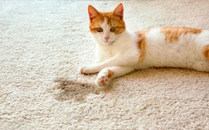 Как убрать запах кошачьей мочи Как убрать запах кошачьей мочи