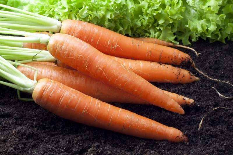 ​Эффективный способ посадки моркови