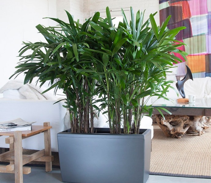 10 полезных комнатных растений, которые должны быть в каждом доме