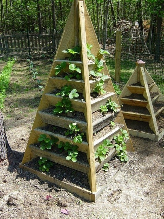 ​Зачем выращивать клубнику в пирамидах