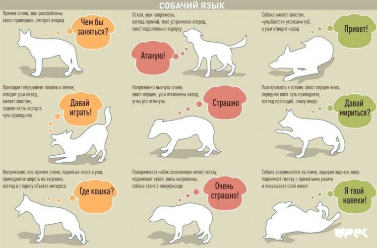 Как понять собачий язык без переводчика