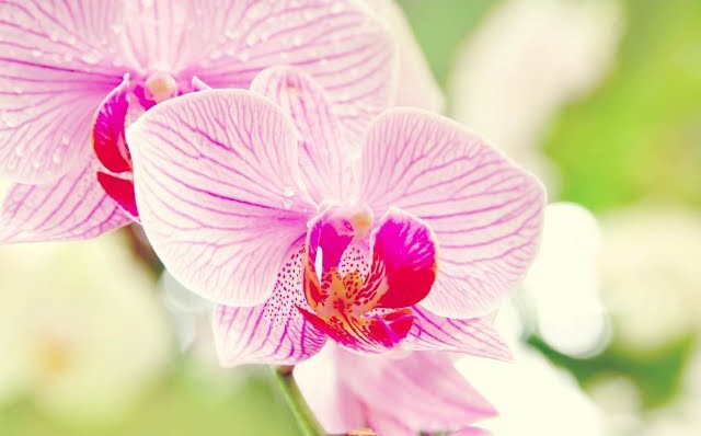 ​Как правильно ухаживать за орхидеей круглый год, чтобы она цвела
