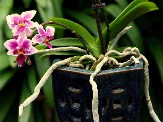 Воздушные корни у орхидей: можно ли их обрезать
