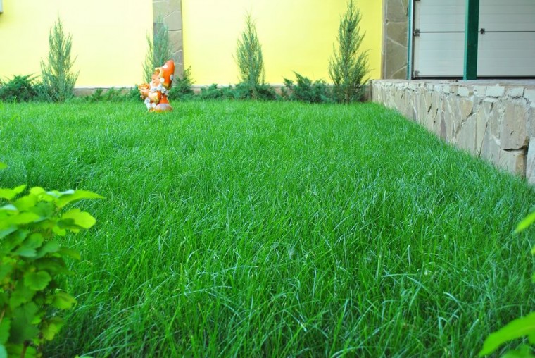 Как посеять газон-траву на дачном участке