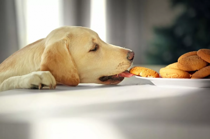 Можно ли собакам хлеб и как этот продукт может повлиять на здоровье питомца