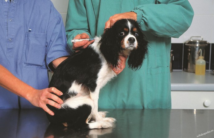 ​5 симптомов парвовируса у собак