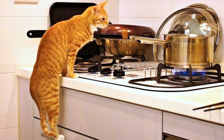 Как проверенным способом быстро привести дом в порядок: заведите кошку