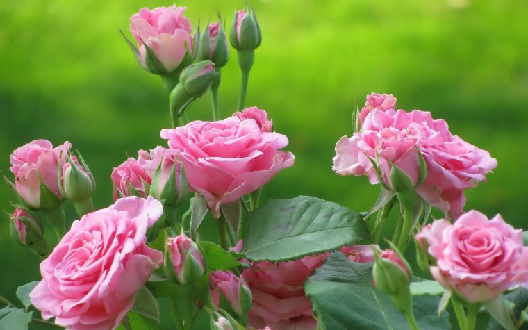 ​Средство для защиты роз от ржавчины, мучнистой росы и пятнистости