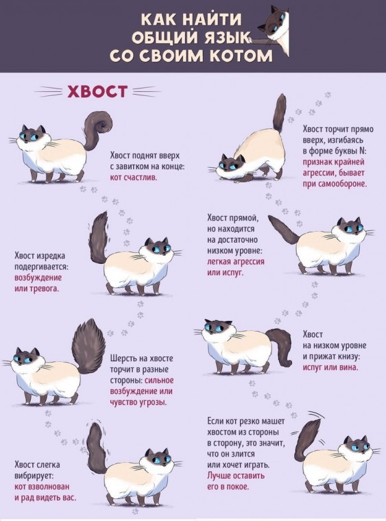 Как понять кошачий язык без переводчика