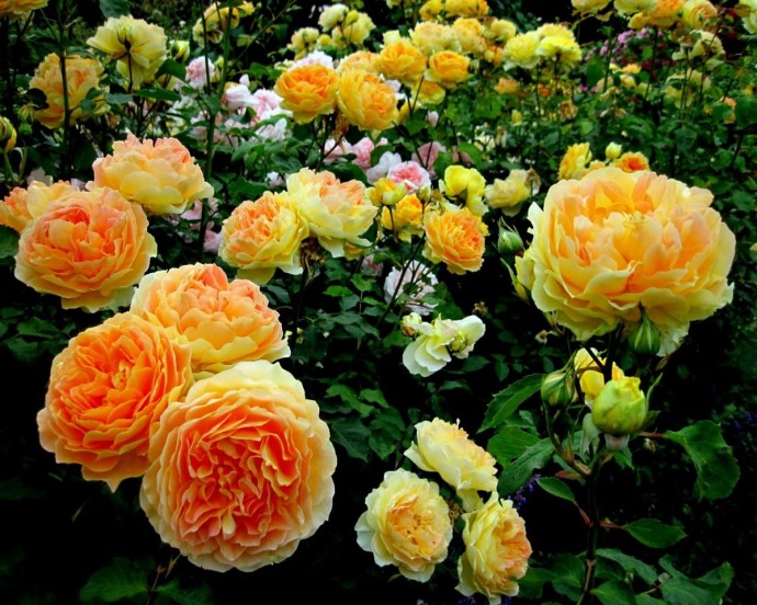 ​Главные ошибки при выращивании роз в саду
