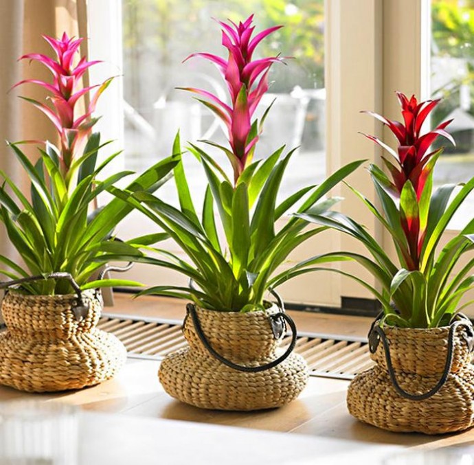 5 мифов о комнатных растениях, которые помогут их убить