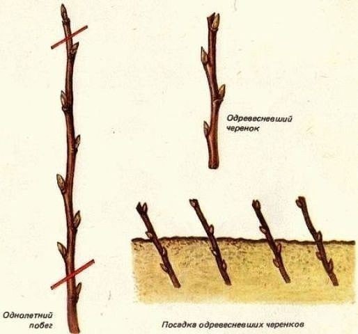 Советы по размещению смородины в саду Советы по размещению смородины в саду
