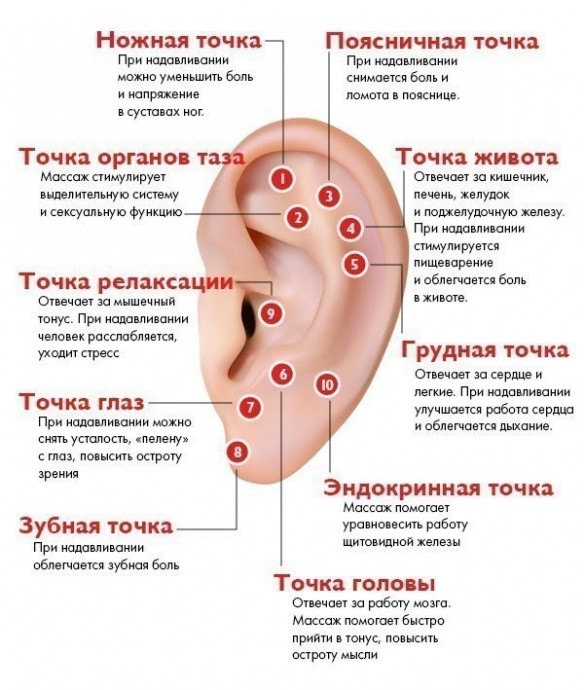 ​Массаж активных точек уха для здоровья всего организма
